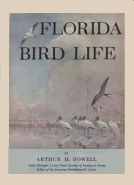 Florida Bird Life - Click to Enlarge